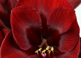 hippeastrum Premiere (2)